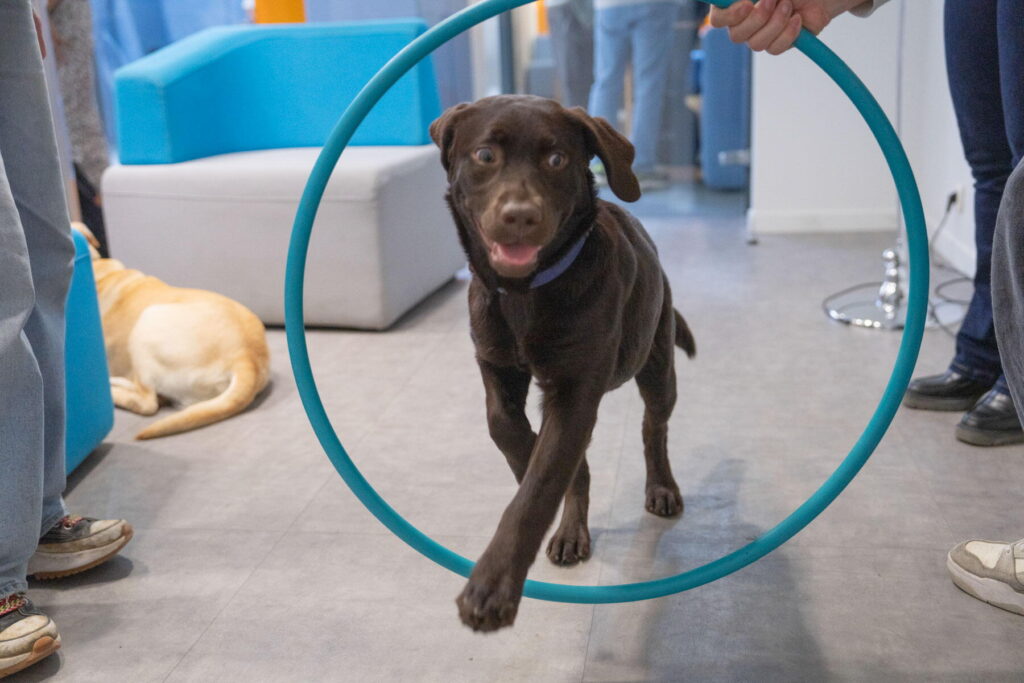 2025 mediation animale su pkitmacher 9046